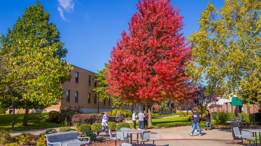 A vibrant autumn scene features a striking red tree surrounded by greenery and people walking on a sunny campus path.
