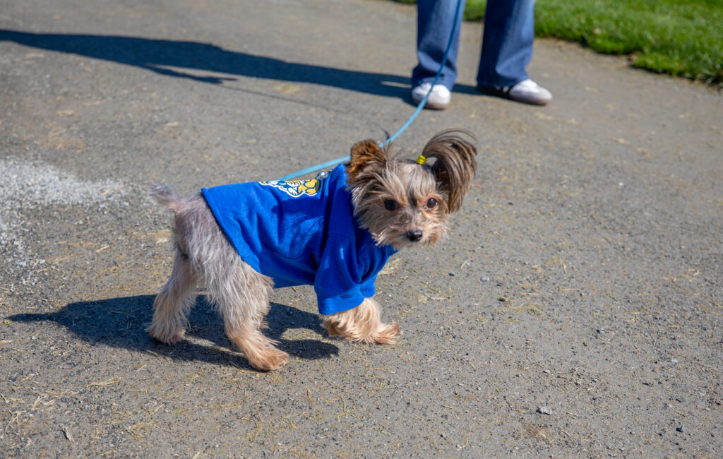 A small dog wearing a blue hoodie walks on a leash along a paved path.
