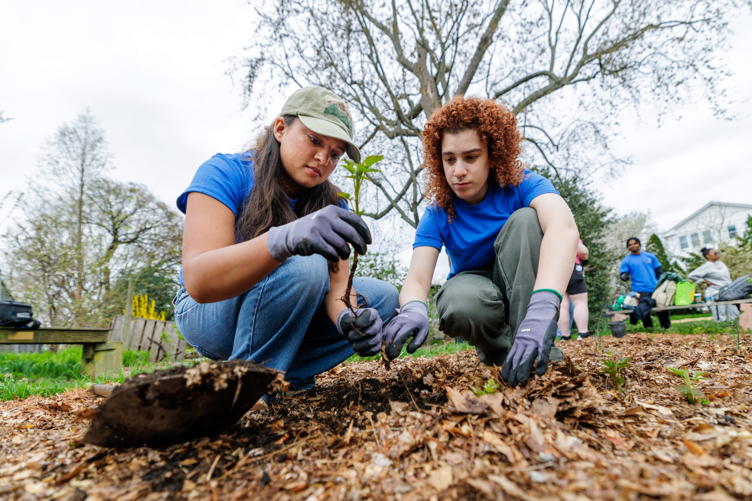 Two individuals in blue shirts and gloves kneel outdoors, carefully planting a small tree sapling in soil covered with mulch.