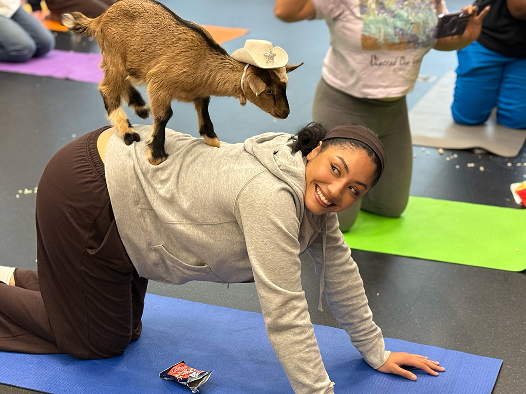A girl doing a yoga pose smiling while a baby goat stands on her back