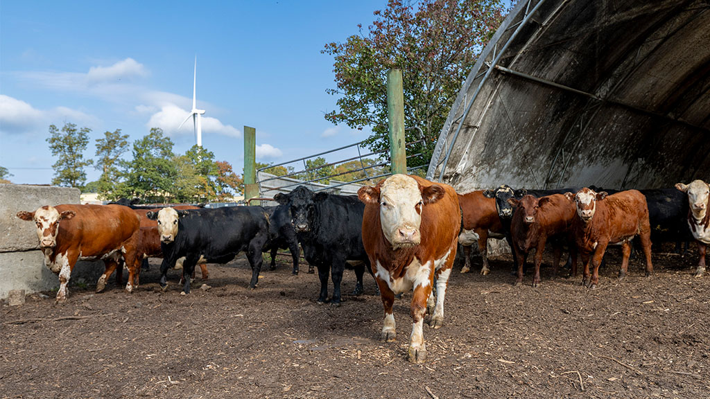 Cows walking out of a building