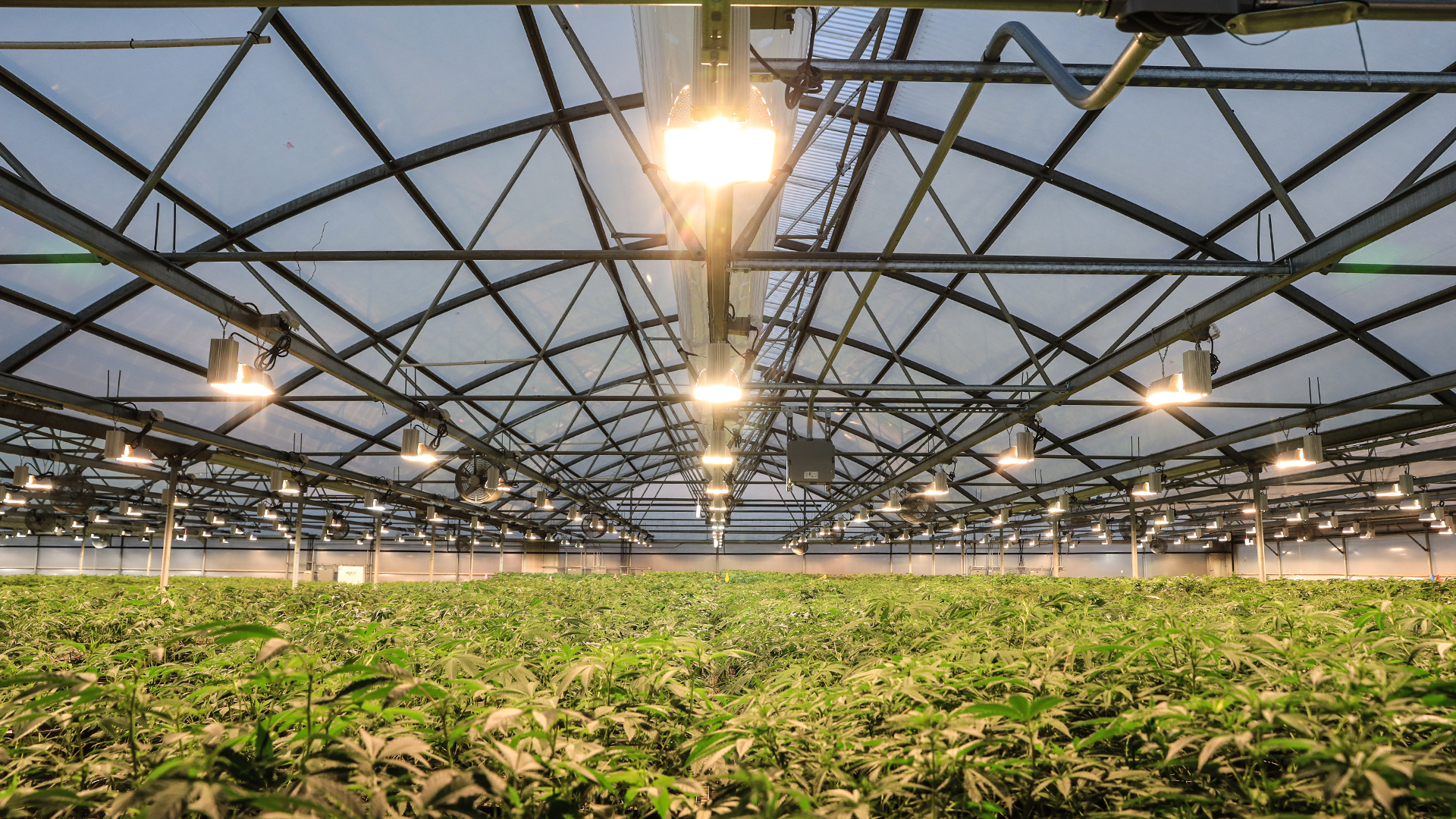 Marijuana being grown in a facility