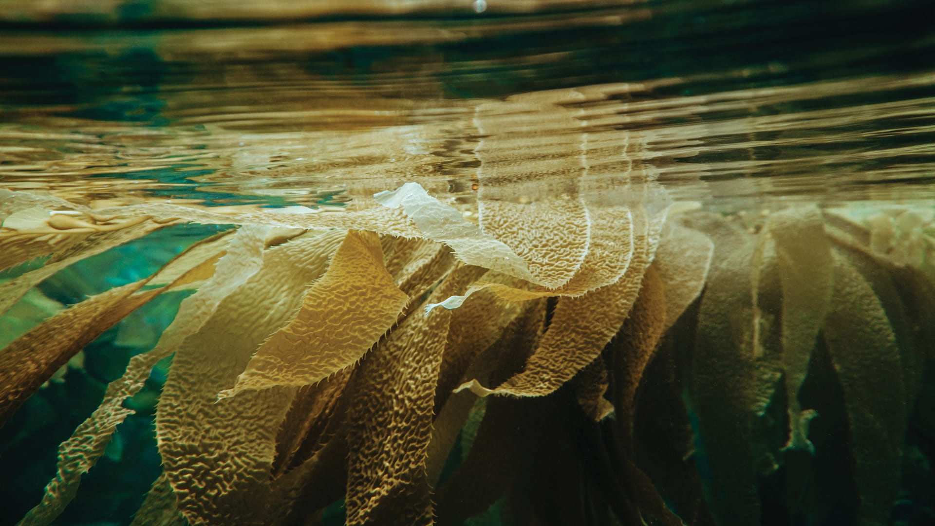 Travis Bettinson '10 farming kelp in the Pacific Northwest.